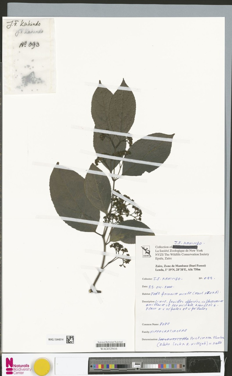 Pristimera plumbea photo 2