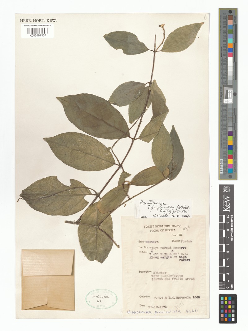 Pristimera plumbea photo 4