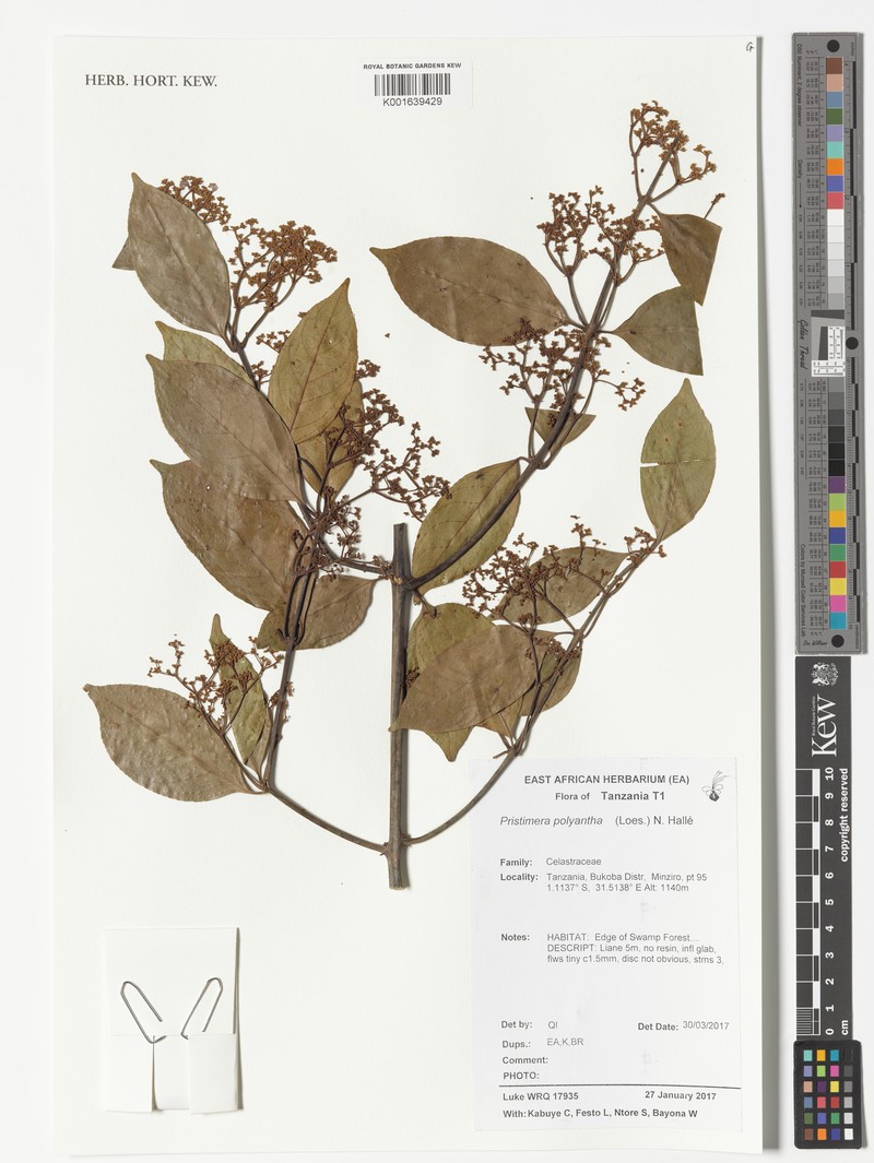 Pristimera polyantha photo 4
