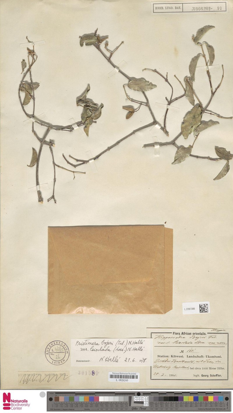 Pristimera polyantha