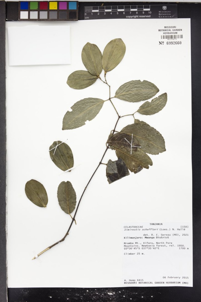 Pristimera scheffleri