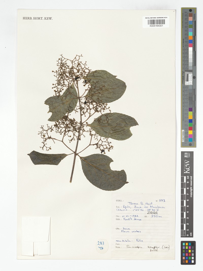 Pristimera scheffleri photo 2