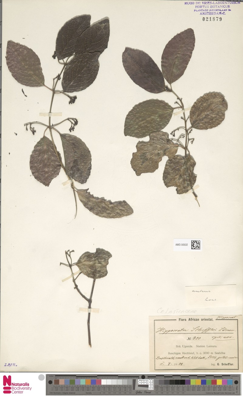 Pristimera scheffleri photo 3
