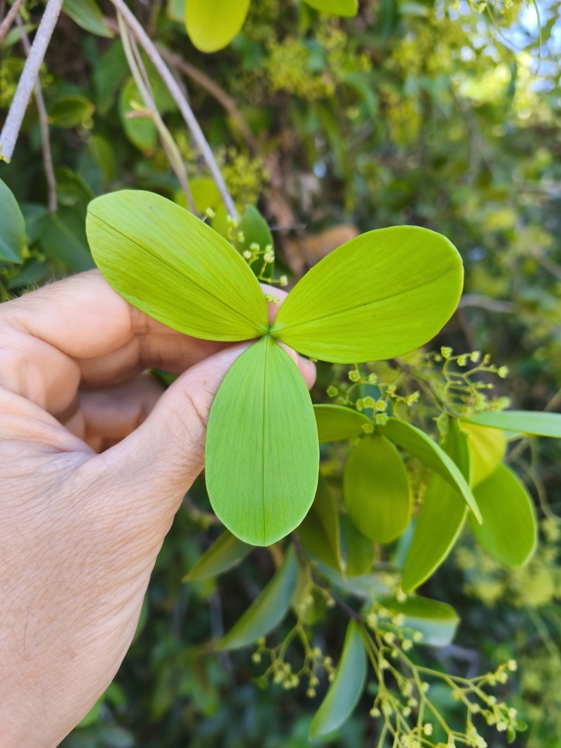 Pristimera sclerophylla photo 2