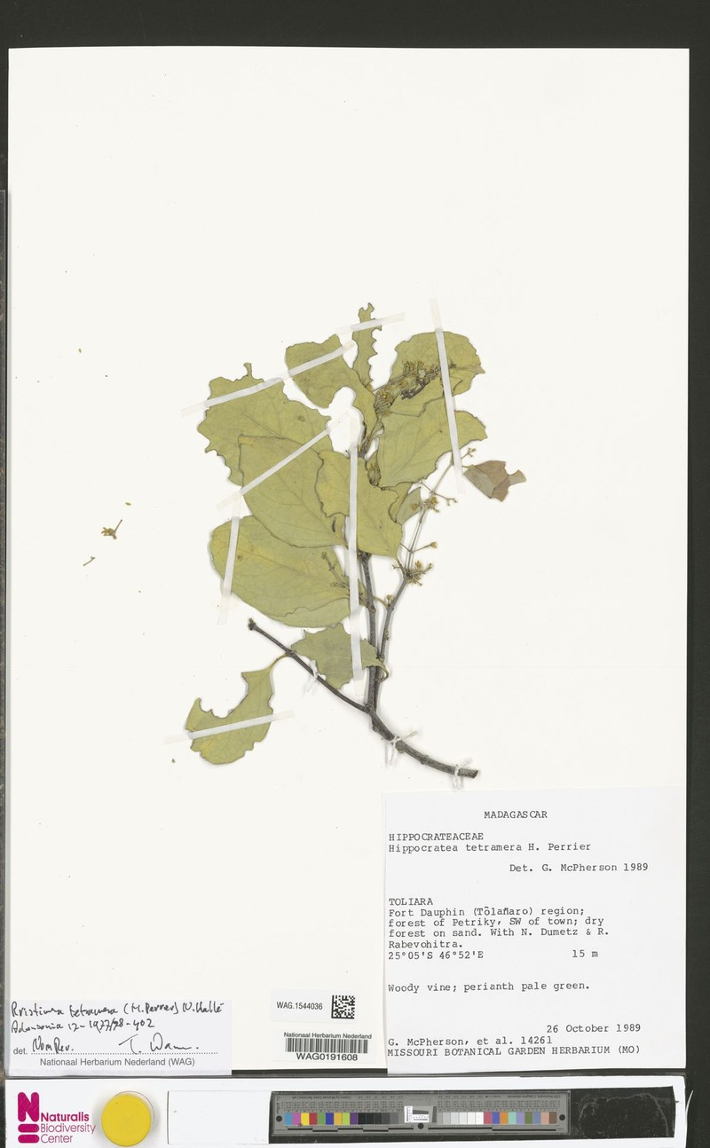 Pristimera tetramera
