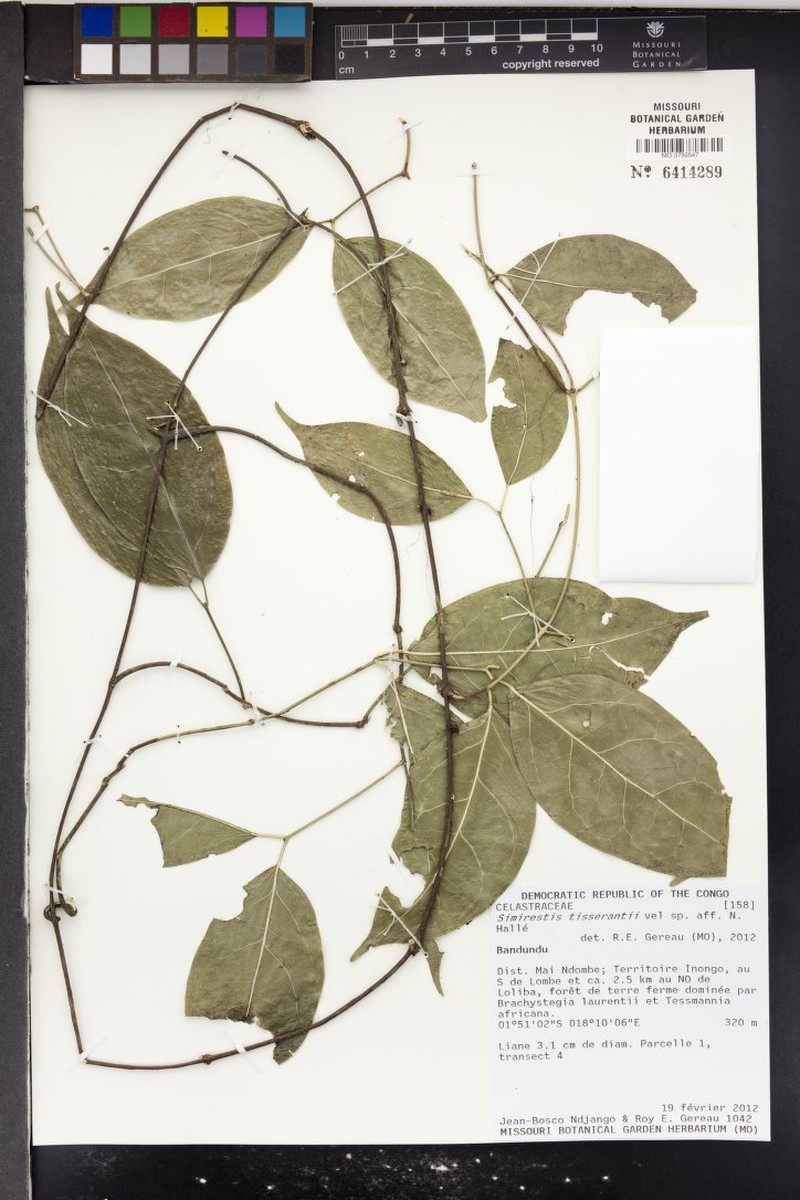 Pristimera tisserantii