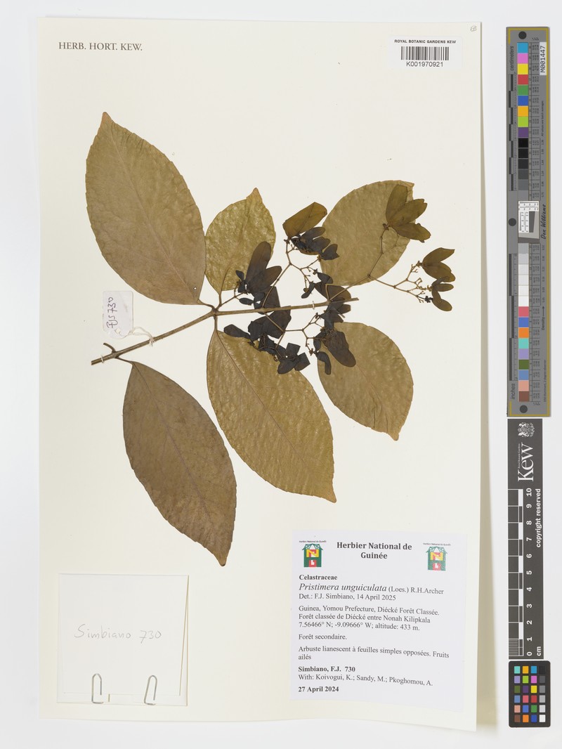 Pristimera unguiculata