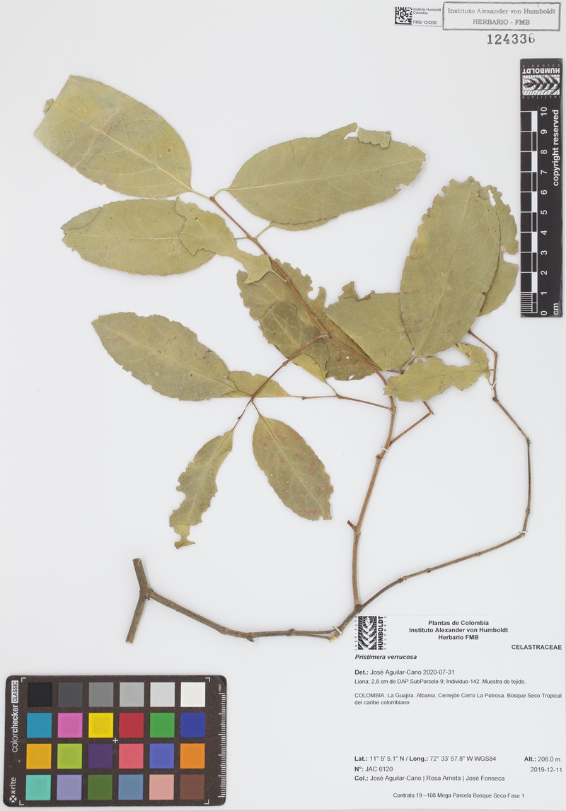 Pristimera verrucosa photo 4