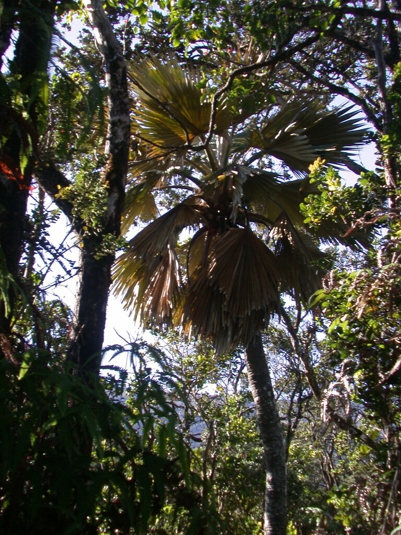 Maui Pritchardia photo 3