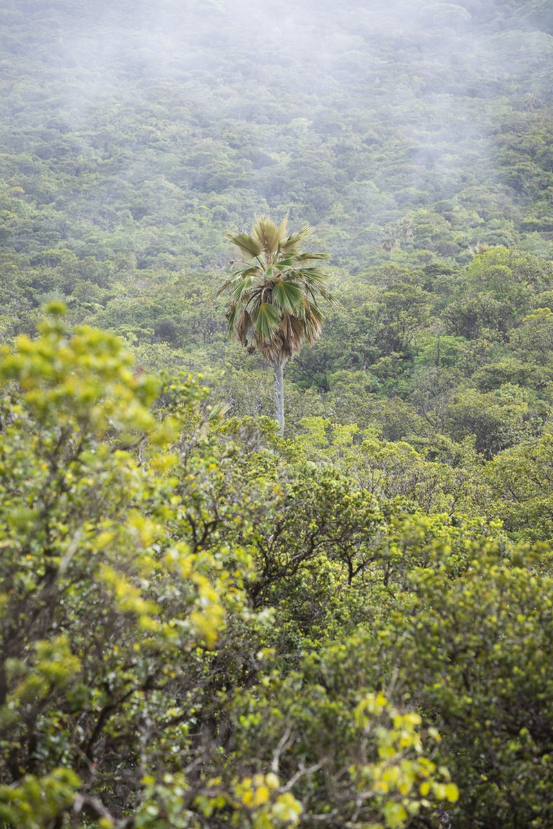Maui Pritchardia photo 5