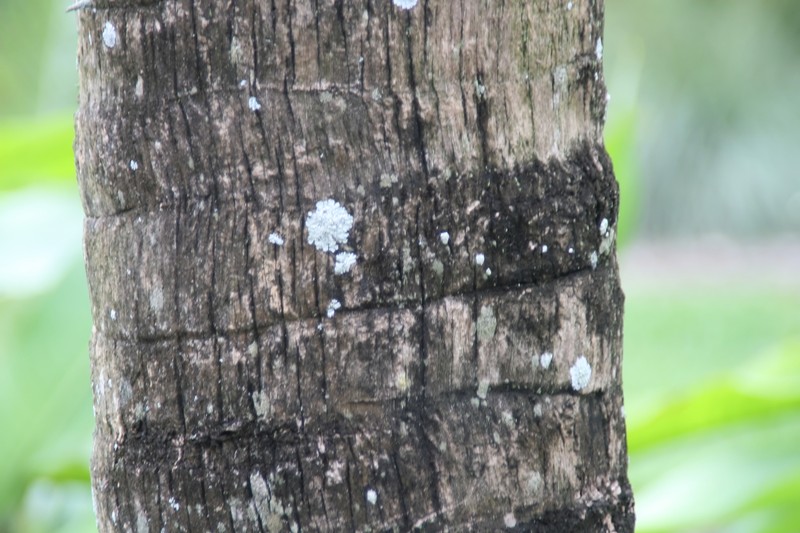 Nihoa Pritchardia