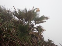 Baker's Pritchardia