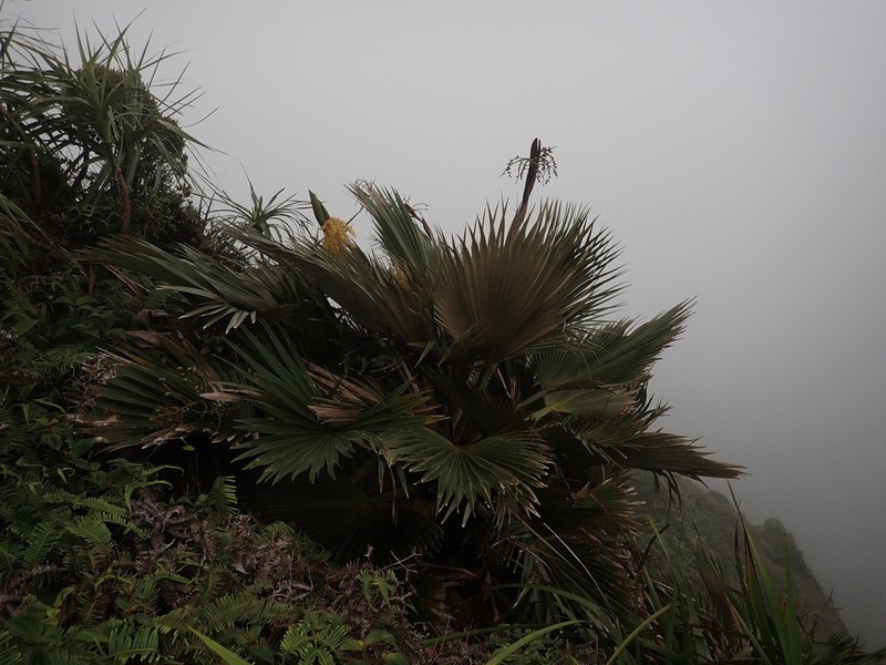 Baker's Pritchardia photo 2