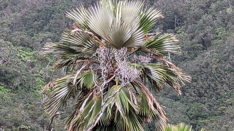Baker's Pritchardia photo 3