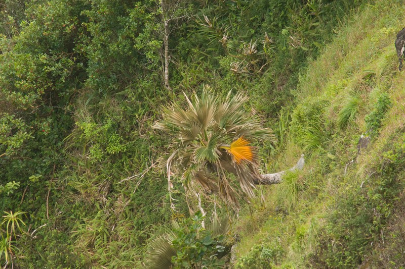 Baker's Pritchardia photo 4