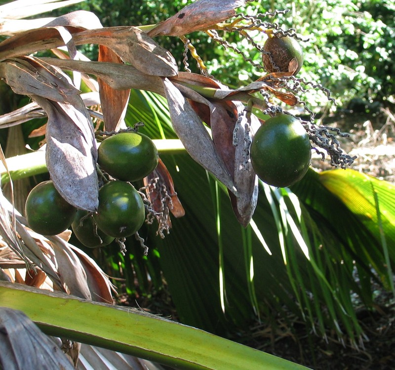 Kilauea Pritchardia photo 4