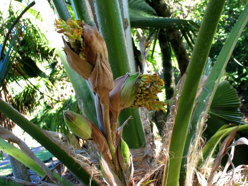 Kilauea Pritchardia photo 5