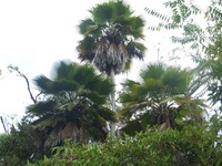 Kilauea Pritchardia