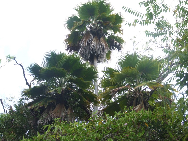 Kilauea Pritchardia