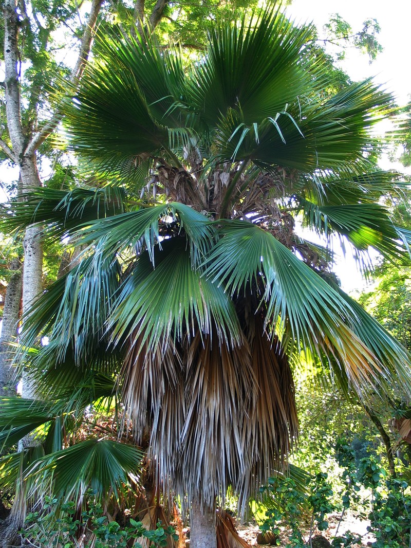 Kilauea Pritchardia photo 2