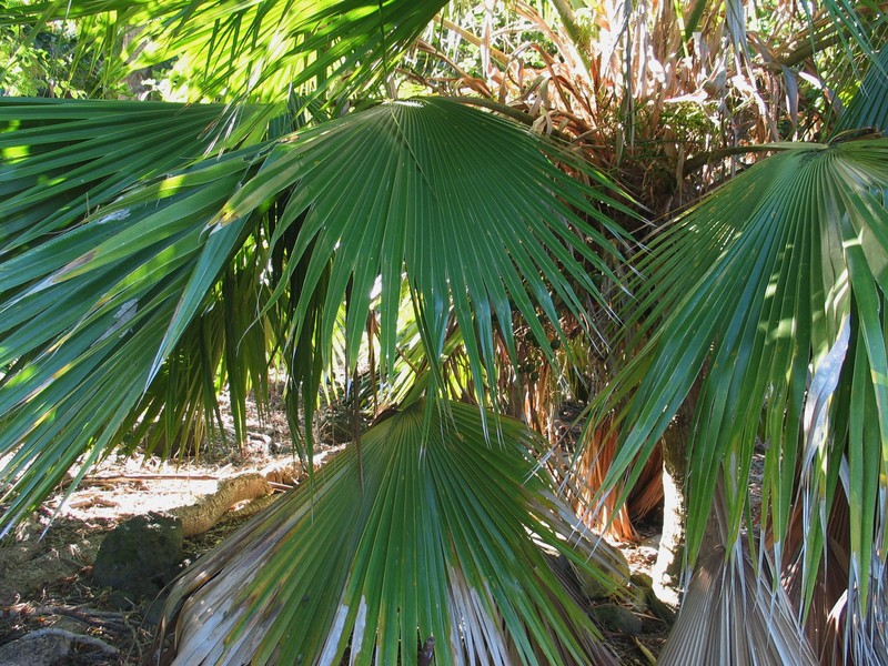 Kilauea Pritchardia photo 3