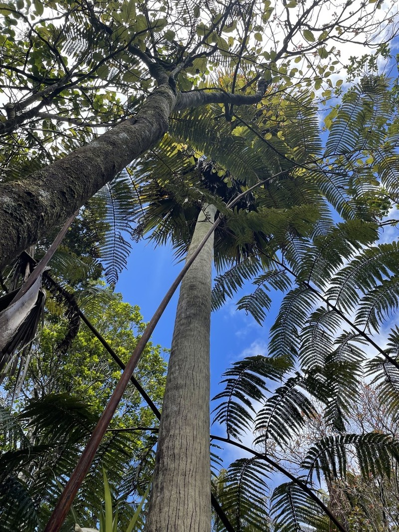 Kilauea Pritchardia photo 8