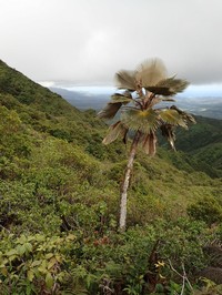 Flynn's Pritchardia