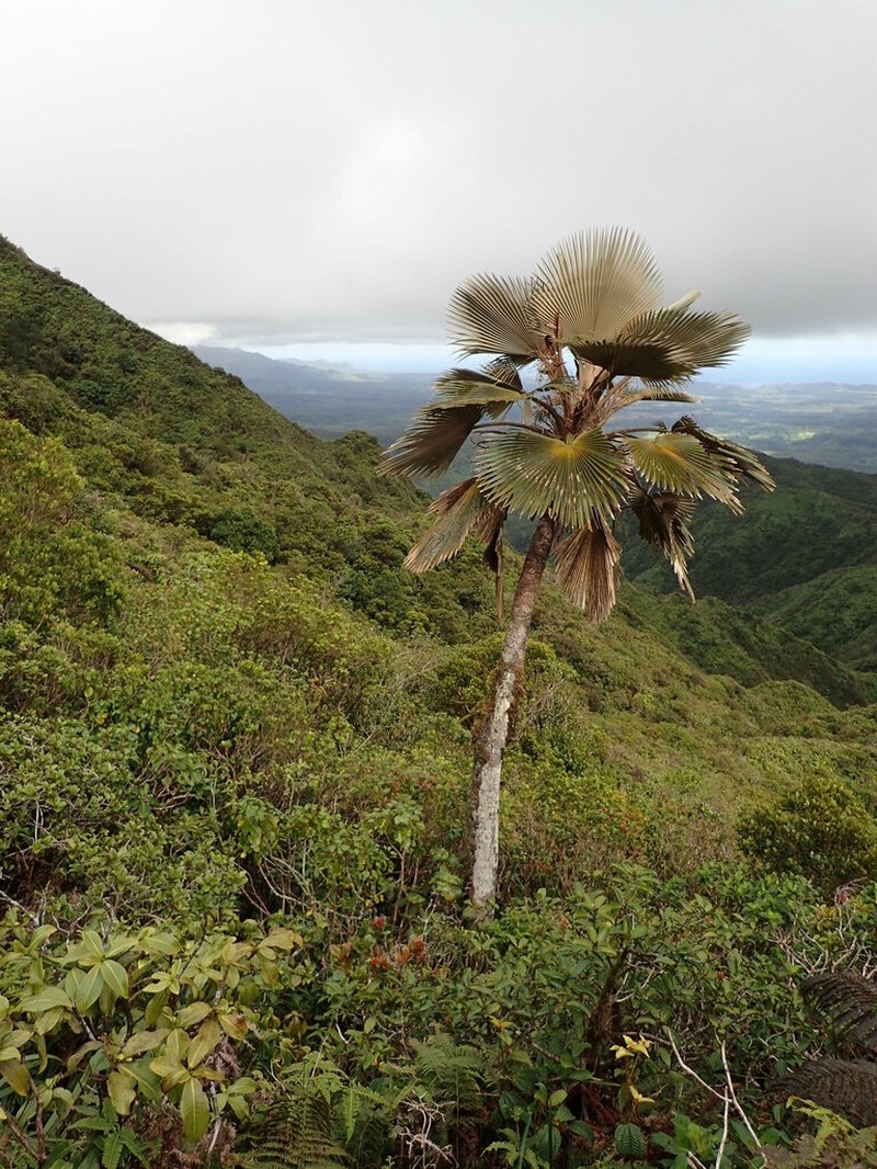 Flynn's Pritchardia