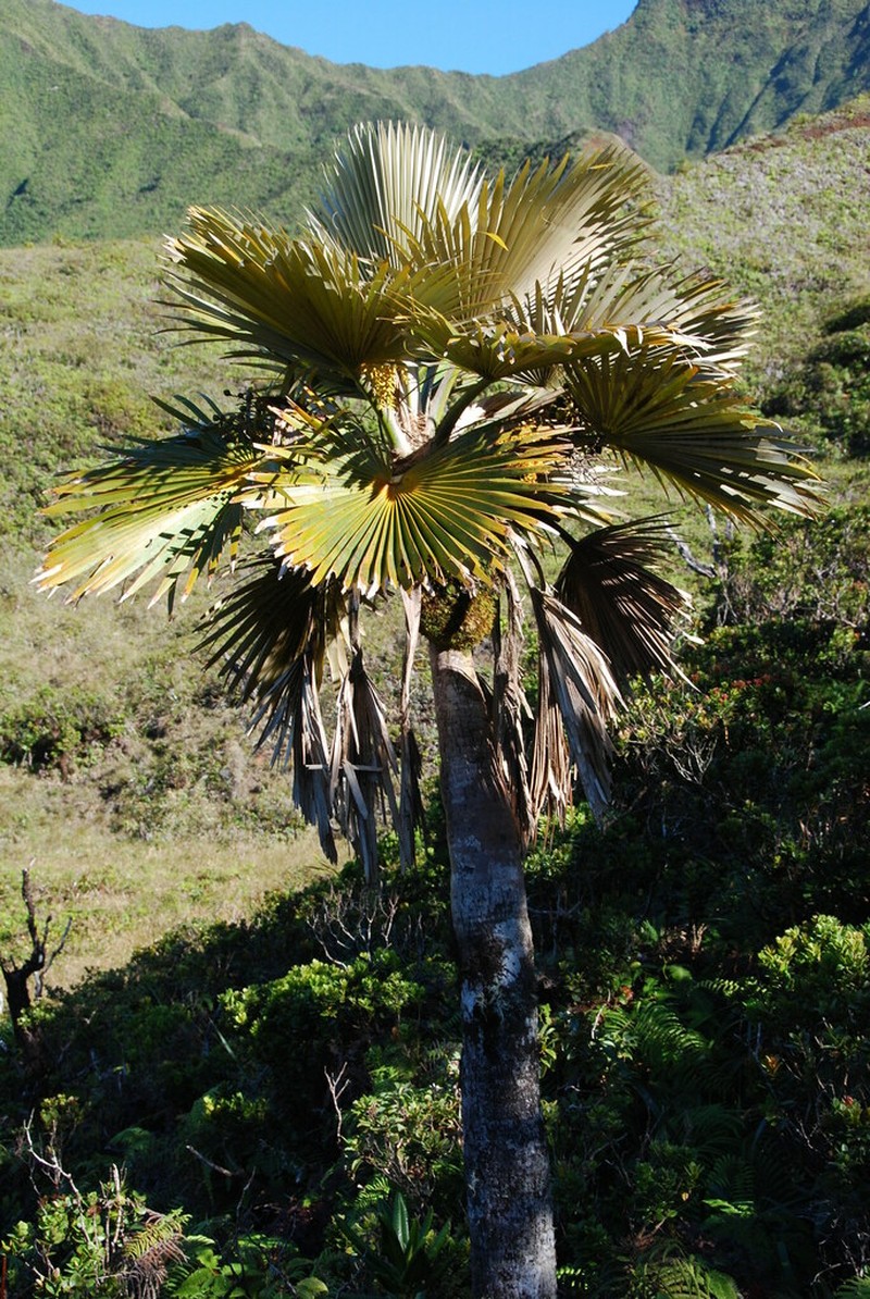 Flynn's Pritchardia photo 4