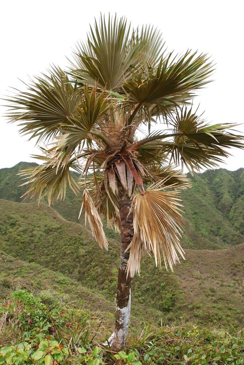 Flynn's Pritchardia photo 6