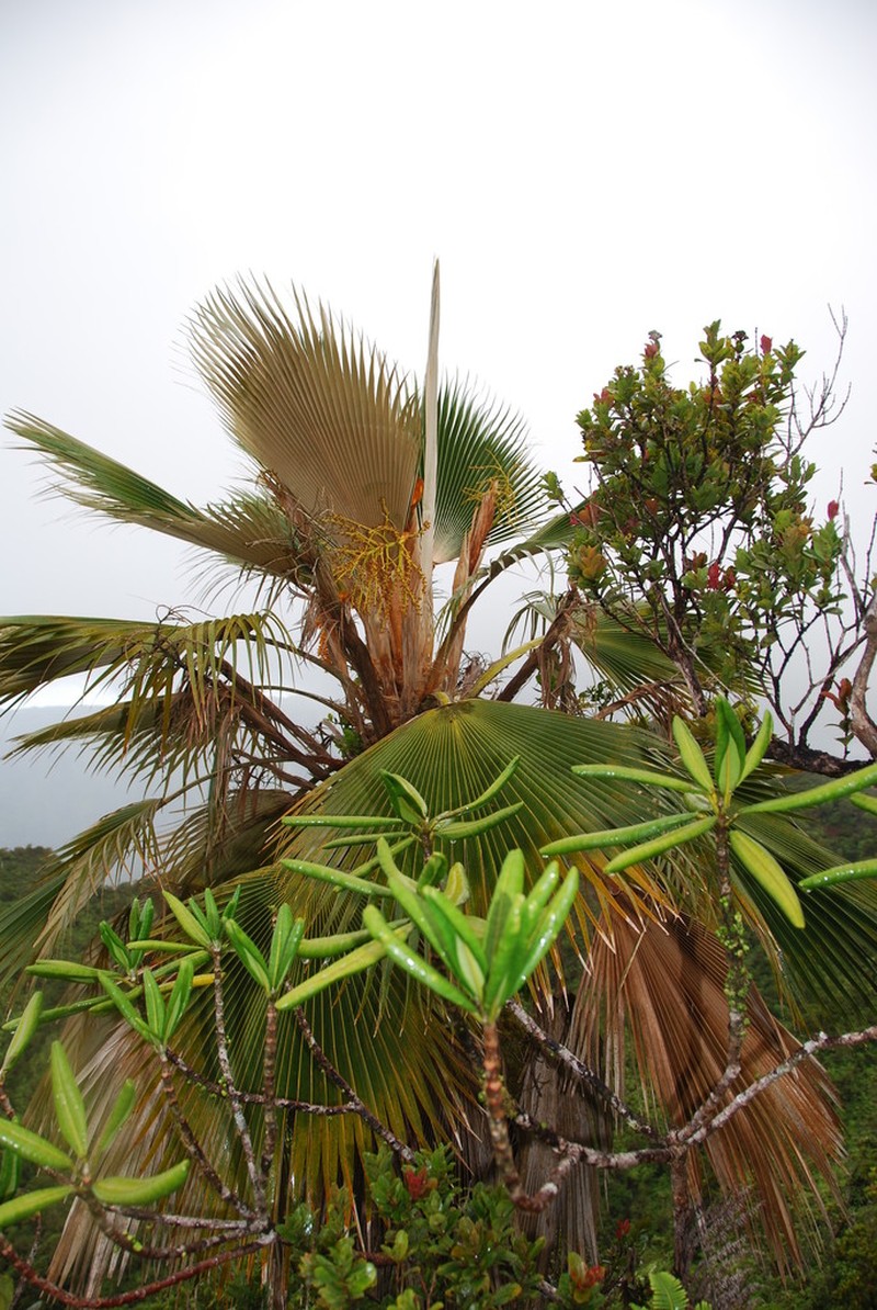 Flynn's Pritchardia photo 7