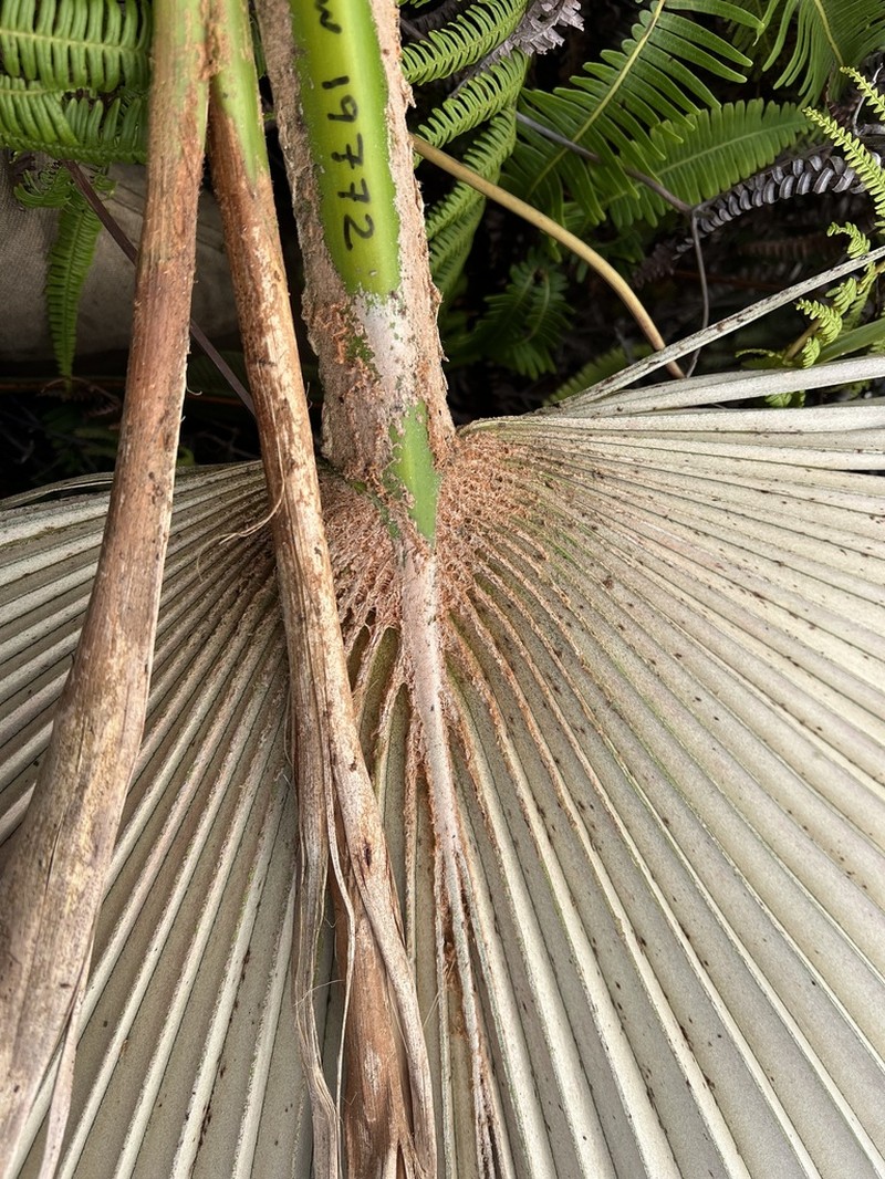Flynn's Pritchardia photo 8