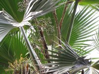 Mt. Eke Pritchardia