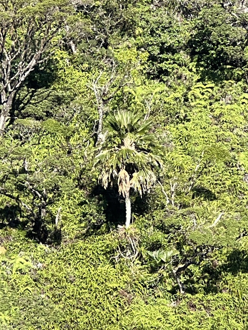 Mt. Eke Pritchardia photo 2
