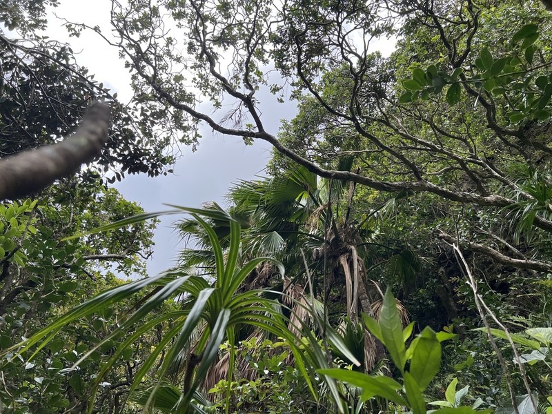 Mt. Eke Pritchardia photo 3
