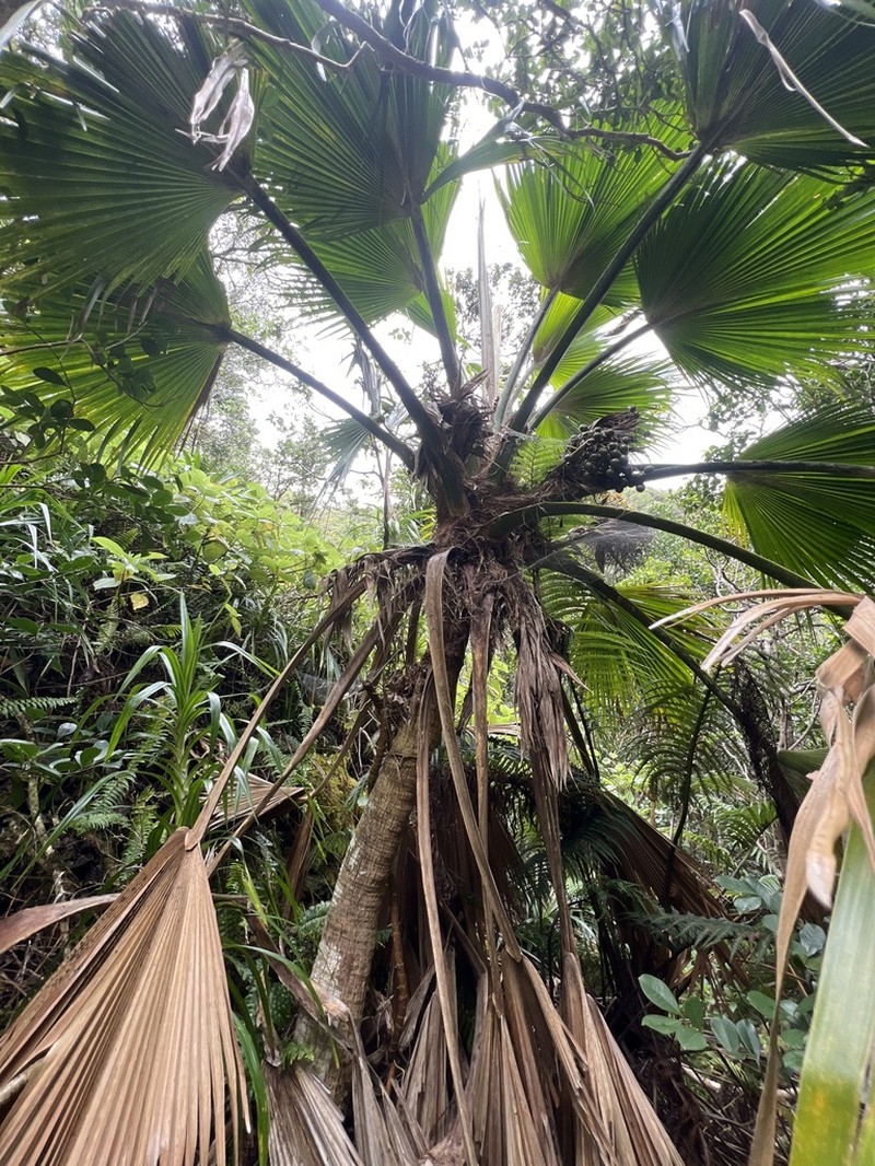 Mt. Eke Pritchardia photo 4