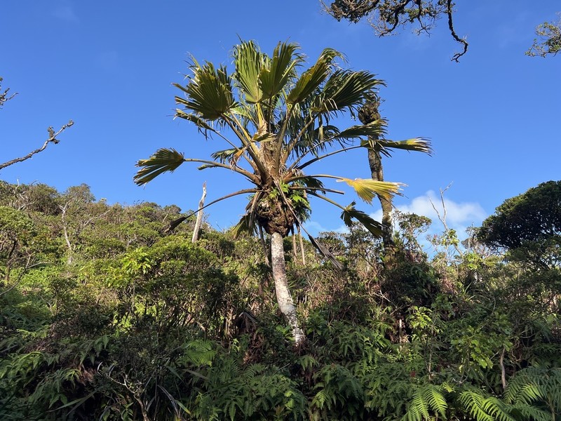 Mt. Eke Pritchardia photo 5