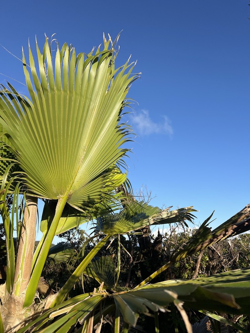 Mt. Eke Pritchardia photo 6