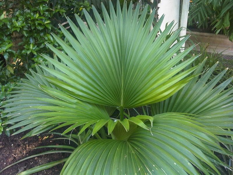 Nihoa Pritchardia photo 2
