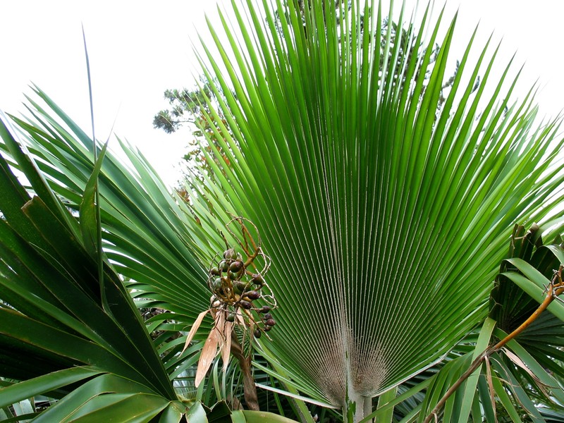 Nihoa Pritchardia photo 3