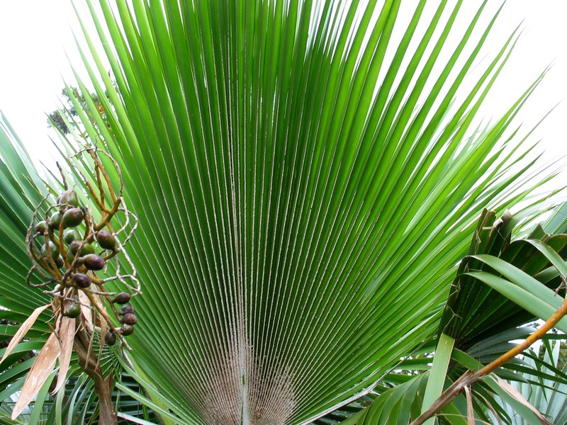 Nihoa Pritchardia photo 4