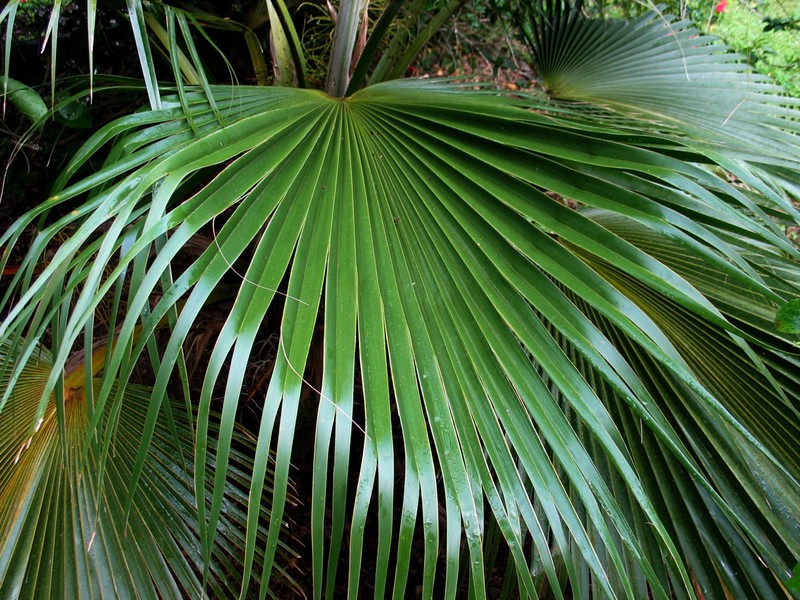 Nihoa Pritchardia photo 5