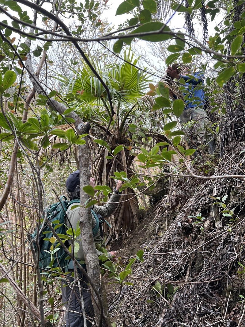 Nihoa Pritchardia photo 3