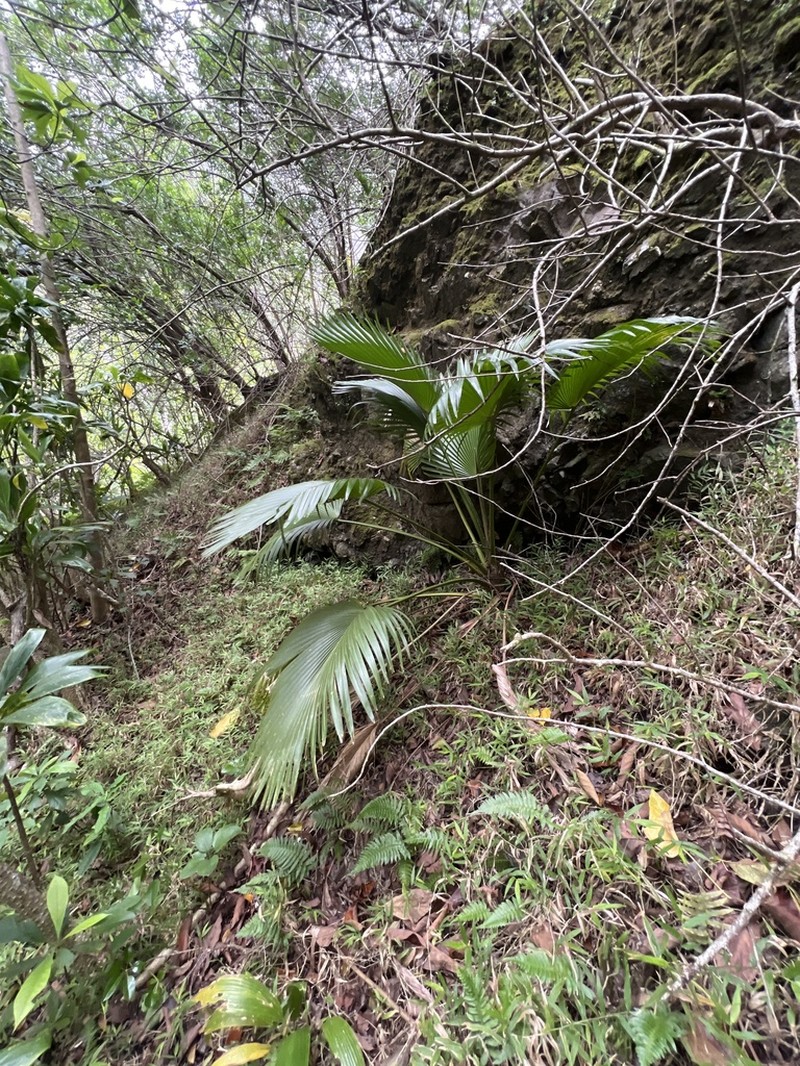 Nihoa Pritchardia photo 6