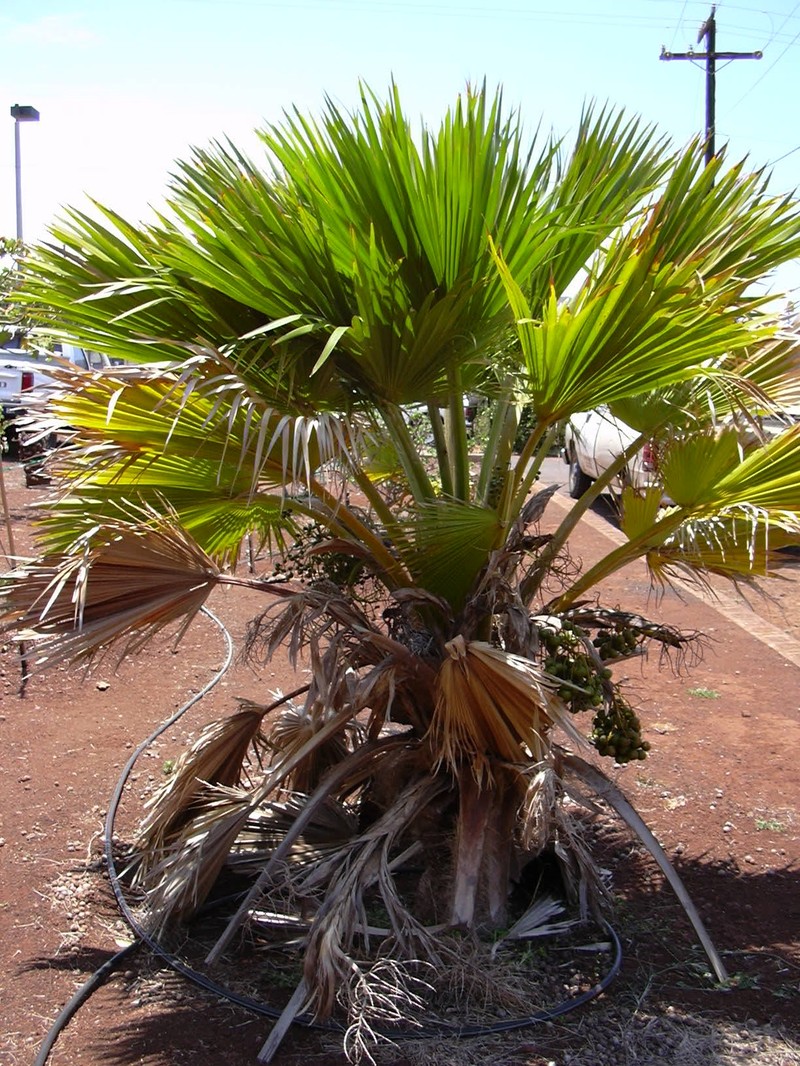 Lanai Pritchardia