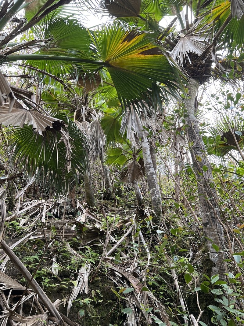 Lanai Pritchardia photo 3
