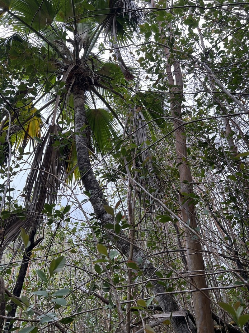 Lanai Pritchardia photo 4
