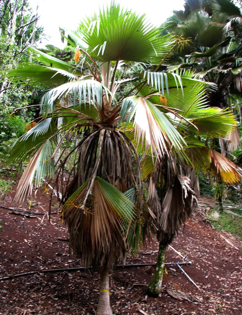 Makaleha Pritchardia photo 4