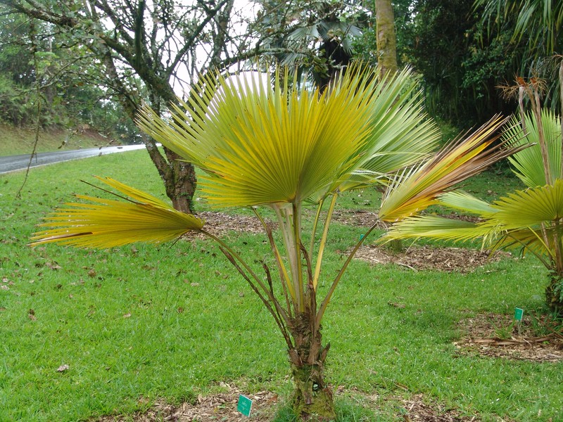 Makaleha Pritchardia