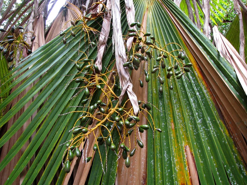 Makaleha Pritchardia photo 2